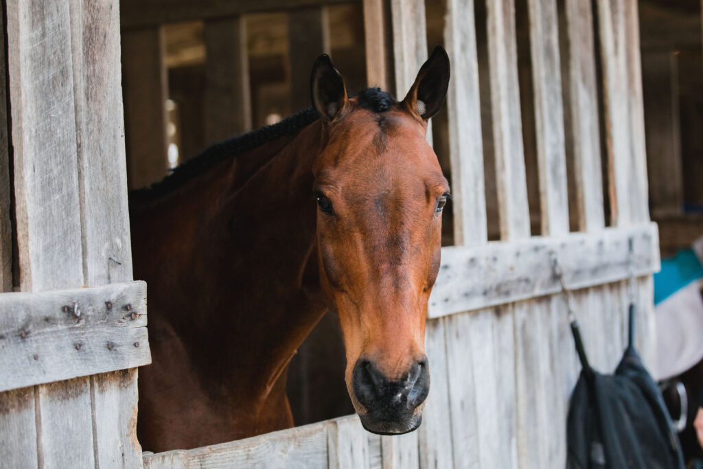 Ocelot, Dutch Warmblood horse