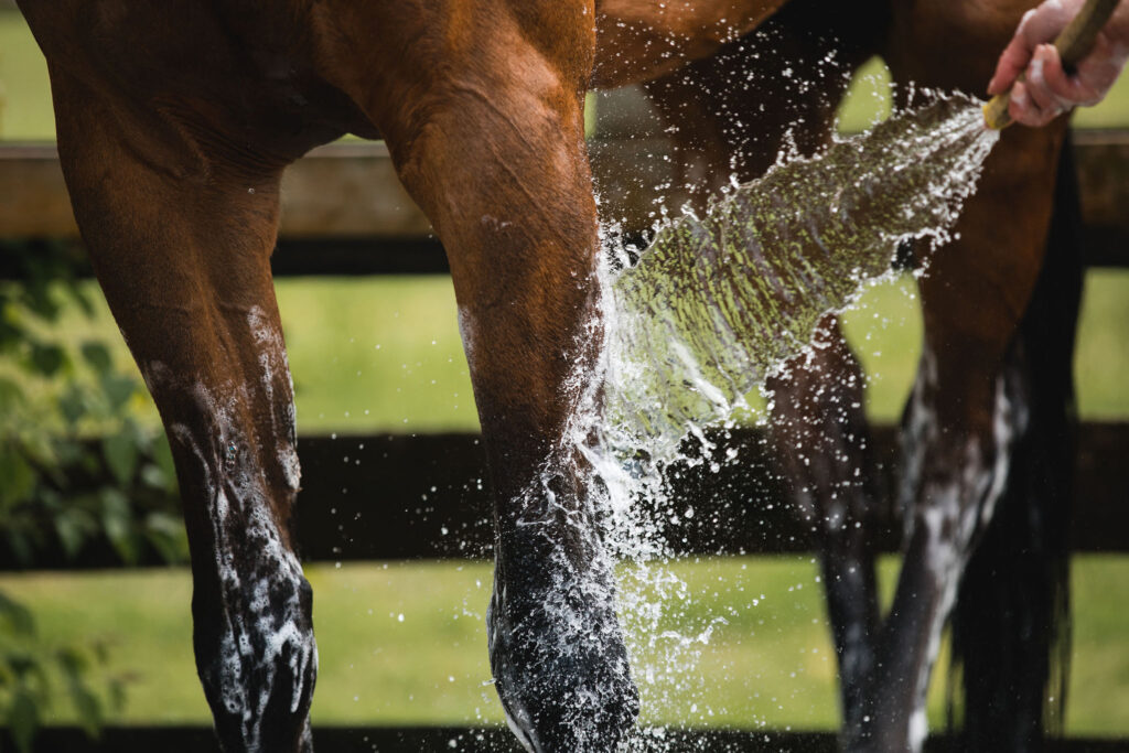 Bathing a horse